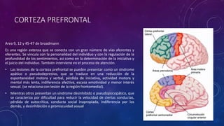 CORTEZA PREFRONTAL
Area 9, 12 y 45-47 de broadmann
Es una región extensa que se conecta con un gran número de vías aferentes y
eferentes. Se vincula con la personalidad del individuo y con la regulación de la
profundidad de los sentimientos, así como en la determinación de la iniciativa y
el juicio del individuo. También interviene en el proceso de atención.
• Las lesiones de la corteza prefrontal se pueden presentar como un síndrome
apático o pseudodepresivo, que se traduce en una reducción de la
espontaneidad motora y verbal, pérdida de iniciativa, actividad motora y
mental más lenta, indiferencia afectiva, escasa emotividad y menor interés
sexual. (se relaciona con lesión de la región frontomedial).
• Mientras otros presentan un síndrome desinhibido o pseudopsicopático, que
se caracteriza por dificultad para reducir la velocidad de ciertas conductas,
pérdida de autocrítica, conducta social inapropiada, indiferencia por los
demás, y desinhibición o promiscuidad sexual
 