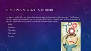FUNCIONES MENTALES SUPERIORES
Los sectores prefrontales son el sustrato anatómico para las funciones mentales superiores . Las funciones
mentales superiores son aquellas que nos permiten dirigir nuestra conducta hacia un fin y comprenden la
atención, planificación, secuenciación y reorientación sobre nuestros actos.
• Juicio
• Raciocineo
• Planeación
• Abstracción
• Atencion
 