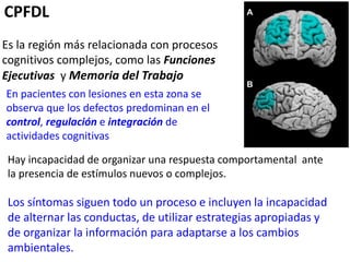 CPFDL
Es la región más relacionada con procesos
cognitivos complejos, como las Funciones
Ejecutivas y Memoria del Trabajo
En pacientes con lesiones en esta zona se
observa que los defectos predominan en el
control, regulación e integración de
actividades cognitivas
Hay incapacidad de organizar una respuesta comportamental ante
la presencia de estímulos nuevos o complejos.
Los síntomas siguen todo un proceso e incluyen la incapacidad
de alternar las conductas, de utilizar estrategias apropiadas y
de organizar la información para adaptarse a los cambios
ambientales.
 