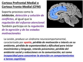Corteza Prefrontal Medial o
Corteza Fronto-Medial (CFM)
Soporta procesos como la
inhibición, detección y solución de
conflictos, al igual que la
regulación del esfuerzo atencional.
También participa en la regulación
de la agresión y de los estados
motivacionales
La Lesión, produce un síndrome neurocomportamental,
caracterizado por apatía, pérdida de motivación e interés en su
ambiente, pérdida de espontaneidad y dificultad para iniciar
movimientos y lenguaje, retardo psicomotor, pérdida del
ambiente social y reducciones en la comunicación; así como
incapacidad para concentrar la atención en comportamientos
o tareas cognitivas
 
