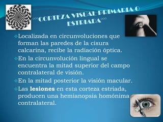 Es en donde se experimentan las formas, color y movimiento del ambiente.Su función comienza tan pronto como nace el bebe.