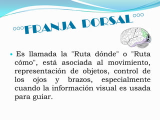 Hay un lóbulo occipital por cada hemisferio.Esta marcada por la cisura calcarina y el surco parietal occipital, formando así una cuña.