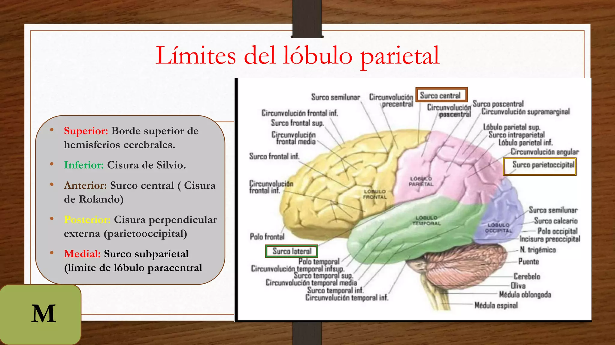 Lobulo parietal. Neuroanatomia. | PPTX | Brain and Nervous System ...
