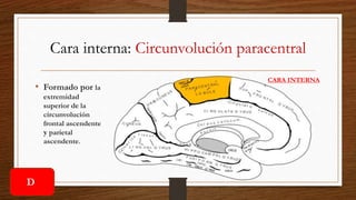 Cara interna: Circunvolución paracentral
• Formado por la
extremidad
superior de la
circunvolución
frontal ascendente
y parietal
ascendente.
CARA INTERNA
D
 