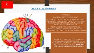 AREA 5 de Brodmann
SE LOCALIZA EN EL EXT. ANT. DE LA
CIRCUNVOLUCIÓN PARIETAL SUP, EN LA
CARA MEDIAL SE UBICA LA PORCION INF.
DEL LOBULO PARACENTRAL, IRRIGADA
POR LA ARTERIA CEREBRAL MEDIA
FUNCIONES
COORDINACIÓN CON EL Area 7
SE ASOCIA CON PROCESOS VISOESPACIALES, LA
PERCEPCIÓN DEL ESPACIO TIEMPO, ESTEREOPSIS,
MEMORIA ESPACIAL EN EL RAZONAMIENTO
DEDUCTIVO Y VISOESPACIAL
RECONOCIMIENTO CONSCIENTE DE
ACONTECIMIENTOS VIVIDOS EN EL PASADO,
FUNCIONES TACTILES Y LA SENSACION DE DOLOR
D
 