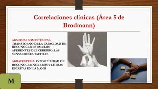 Correlaciones clínicas (Área 5 de
Brodmann)
AGNOSIAS SOMESTÉSICAS:
TRANSTORNO DE LA CAPACIDAD DE
RECONOCER ESTIMULOS
AFERENTES DEL CEREBRO; LAS
SENSACIONES TACTILES
AGRAFESTESIA: IMPOSIBILIDAD DE
RECONOCER NUMEROS Y LETRAS
ESCRITAS EN LA MANO
M
 