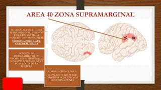 AREA 40 ZONA SUPRAMARGINAL
SE LOCALIZA EN EL GIRO
SUPRAMARGINAL, UBICADO
EN EL ENCRUCIJADA
PARIETOTEMPOROOCIPITAL
IRRIGADA POR LA ART.
CEREBRAL MEDIA
FUNCIÓN DE
PROCESAMIENTO DE
INFORMACION MUTIMODAL,
CONCEPTOS, RELACIONES Y
FONOLOGIA DE LA
LECTURA
CORRELACION CLINICA
EL PACIENTE NO PUEDE
ORIGINAR CONCEPTOS NI
DENOMINACIONES
 