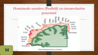 Homúnculo sensitivo (Penfield) en circunvolución
poscentral
M
 