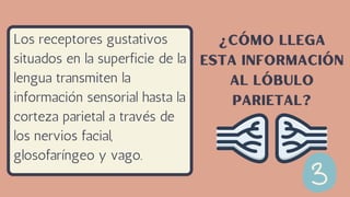 Los receptores gustativos
situados en la superficie de la
lengua transmiten la
información sensorial hasta la
corteza parietal a través de
los nervios facial,
glosofaríngeo y vago.
¿Cómo llega
esta información
al lóbulo
parietal?
 