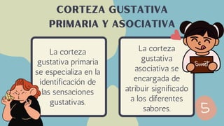 La corteza
gustativa primaria
se especializa en la
identificación de
las sensaciones
gustativas.
Corteza gustativa
primaria y asociativa
La corteza
gustativa
asociativa se
encargada de
atribuir significado
a los diferentes
sabores.
 