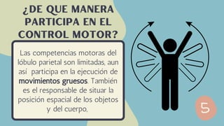Las competencias motoras del
lóbulo parietal son limitadas, aun
así participa en la ejecución de
movimientos gruesos. También
es el responsable de situar la
posición espacial de los objetos
y del cuerpo,
¿de que manera
participa en el
control motor?
 