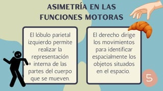 El lóbulo parietal
izquierdo permite
realizar la
representación
interna de las
partes del cuerpo
que se mueven.
Asimetría en las
funciones motoras
El derecho dirige
los movimientos
para identificar
espacialmente los
objetos situados
en el espacio.
 