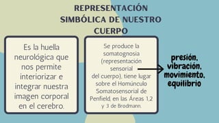 Se produce la
somatognosia
(representación
sensorial
del cuerpo), tiene lugar
sobre el Homúnculo
Somatosensorial de
Penfield, en las Áreas 1,2
y 3 de Brodmann.
Es la huella
neurológica que
nos permite
interiorizar e
integrar nuestra
imagen corporal
en el cerebro.
representación
simbólica de nuestro
cuerpo
presión,
vibración,
movimiento,
equilibrio
 