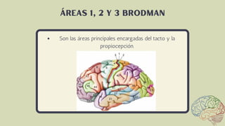 Son las áreas principales encargadas del tacto y la
propiocepción.
áreas 1, 2 y 3 brodman
 