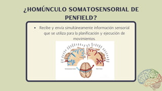 Recibe y envía simultáneamente información sensorial
que se utiliza para la planificación y ejecución de
movimientos.
¿Homúnculo Somatosensorial de
Penfield?
 