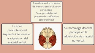 Interviene en los procesos
de memoria sensorial a muy
corto plazo.
Se responsabiliza del
proceso de codificación
sensorial inicial.
La zona
parietotemporal
izquierda interviene en
la adquisición del
material verbal.
Su homóloga derecha
participa en la
adquisición de material
no verbal.
 