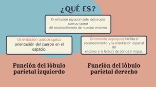 Orientación espacial tanto del propio
cuerpo como
del reconocimiento de nuestro entorno.
¿Qué es?
Orientación autopsíquica,
orientación del cuerpo en el
espacio.
Orientación alopsíquica, facilita el
reconocimiento y la orientación espacial
del
entorno y la lectura de planos y mapas.
Función del lóbulo
parietal izquierdo
Función del lóbulo
parietal derecho
 