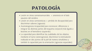 Lesión en áreas somatosensoriales = anestesia en el lado
opuesto del cerebro.
Lesión en áreas somestésicas = pérdida de discapacidad para
discriminar sabores (ageusia).
Asomatognosia incapacidad para reconocer, diferenciar e
integrar las distintas partes del esquema corporal (más ligada a
lesiones en el hemisferio izquierdo).
La capacidad para identificar las cualidades de los objetos
mediante el tacto (asterognosia), discriminar la estimulación
realizada en dos puntos de la piel de manera simultánea y
también la capacidad para la orientación (agnosias espaciales).
patología
 