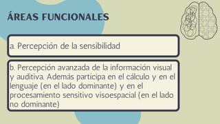 a. Percepción de la sensibilidad
Áreas funcionales
b. Percepción avanzada de la información visual
y auditiva. Además participa en el cálculo y en el
lenguaje (en el lado dominante) y en el
procesamiento sensitivo visoespacial (en el lado
no dominante)
 