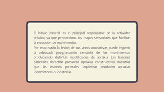El lobulo parietal es el principal responsable de la actividad
práxica, ya que proporciona los mapas sensoriales que facilitan
la ejecución de movimientos.
Por esta razón la lesión de sus áreas asociativas puede impedir
la adecuada programación sensorial de los movimientos,
produciendo distintas modalidades de apraxia. Las lesiones
parietales derechas provocan apraxias constructivas, mientras
que las lesiones parietales izquierdas producen apraxias
ideomotoras o ideatorias.
 
