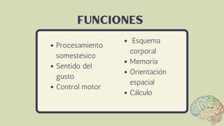Procesamiento
somestésico
Sentido del
gusto
Control motor
Funciones
Esquema
corporal
Memoria
Orientación
espacial
Cálculo
 
