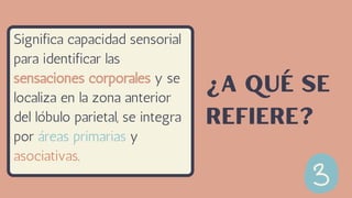 Significa capacidad sensorial
para identificar las
sensaciones corporales y se
localiza en la zona anterior
del lóbulo parietal, se integra
por áreas primarias y
asociativas.
¿A qué se
refiere?
 
