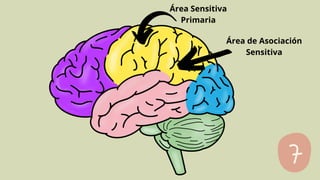 Área Sensitiva
Primaria
Área de Asociación
Sensitiva
 