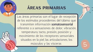 Las áreas primarias son el lugar de recepción
de los estímulos procedentes del tálamo que
transmiten información somatosensorial
referente a a sensaciones de dolor, vibración,
temperatura, tacto, presión, posición y
movimiento de los receptores sensoriales
situados en la piel, las articulaciones, los
músculos y las vísceras
Áreas primarias
 