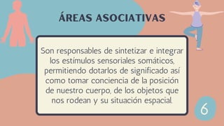 Son responsables de sintetizar e integrar
los estímulos sensoriales somáticos,
permitiendo dotarlos de significado así
como tomar conciencia de la posición
de nuestro cuerpo, de los objetos que
nos rodean y su situación espacial.
Áreas asociativas
 