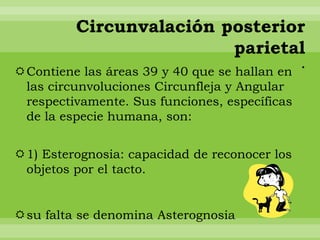 Circunvalación posterior
                         parietal
                                               .
Contiene las áreas 39 y 40 que se hallan en
 las circunvoluciones Circunfleja y Angular
 respectivamente. Sus funciones, específicas
 de la especie humana, son:


1) Esterognosia: capacidad de reconocer los
 objetos por el tacto.


su falta se denomina Asterognosia
 