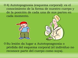 4) Autotopognosia (esquema corporal): es el
 conocimiento de la forma de nuestro cuerpo y
 de la posición de cada una de sus partes en
 cada momento.




Su lesión da lugar a Autotopoagnosia o
 pérdida del esquema corporal (el individuo no
 reconoce parte del cuerpo como suya).
 