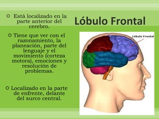  Está localizado en la
   parte anterior del
        cerebro.
 Tiene que ver con el
    razonamiento, la
 planeación, parte del
      lenguaje y el
  movimiento (corteza
 motora), emociones y
      resolución de
       problemas.


 Localizado en la parte
   de enfrente, delante
    del surco central.
 