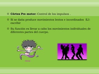  Córtex Pre motor: Control de los impulsos .

 Si se daña produce movimientos lentos e incordinados EJ:
  escribir

 Su función es llevar a cabo los movimientos individuales de
  diferentes partes del cuerpo.
 