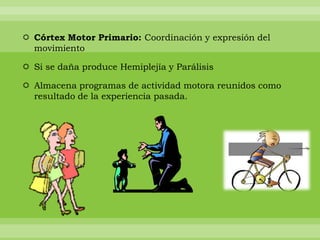 Córtex Motor Primario: Coordinación y expresión del
  movimiento

 Si se daña produce Hemiplejía y Parálisis

 Almacena programas de actividad motora reunidos como
  resultado de la experiencia pasada.
 