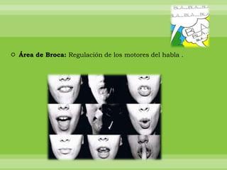  Área de Broca: Regulación de los motores del habla .
 
