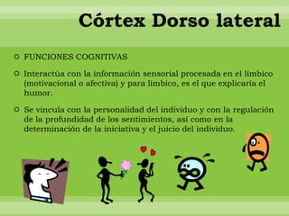 Córtex Dorso lateral
 FUNCIONES COGNITIVAS

 Interactúa con la información sensorial procesada en el límbico
  (motivacional o afectiva) y para límbico, es el que explicaría el
  humor.

 Se vincula con la personalidad del individuo y con la regulación
  de la profundidad de los sentimientos, así como en la
  determinación de la iniciativa y el juicio del individuo.
 