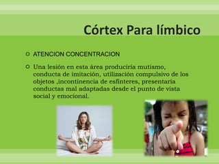  ATENCION CONCENTRACION

 Una lesión en esta área produciría mutismo,
  conducta de imitación, utilización compulsivo de los
  objetos ,incontinencia de esfínteres, presentaría
  conductas mal adaptadas desde el punto de vista
  social y emocional.
 