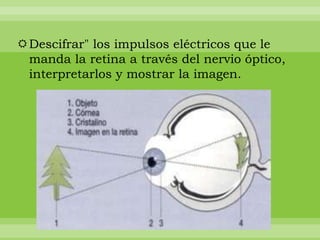 Descifrar" los impulsos eléctricos que le
 manda la retina a través del nervio óptico,
 interpretarlos y mostrar la imagen.
 