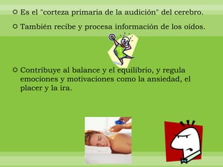  Es el "corteza primaria de la audición" del cerebro.
 También recibe y procesa información de los oídos.




 Contribuye al balance y el equilibrio, y regula
  emociones y motivaciones como la ansiedad, el
  placer y la ira.
 