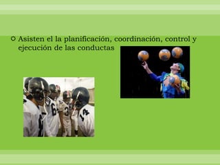  Asisten el la planificación, coordinación, control y
  ejecución de las conductas
 
