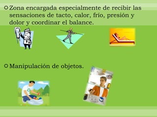 Zona encargada especialmente de recibir las
 sensaciones de tacto, calor, frío, presión y
 dolor y coordinar el balance.




Manipulación de objetos.
 