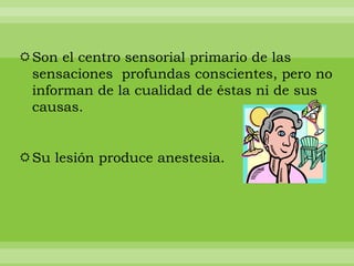Son el centro sensorial primario de las
 sensaciones profundas conscientes, pero no
 informan de la cualidad de éstas ni de sus
 causas.


Su lesión produce anestesia.
 