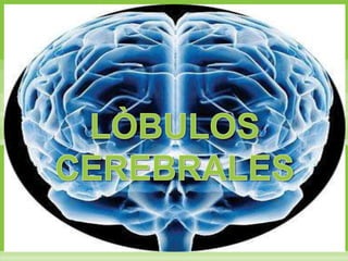 LÒBULOS CEREBRALES 