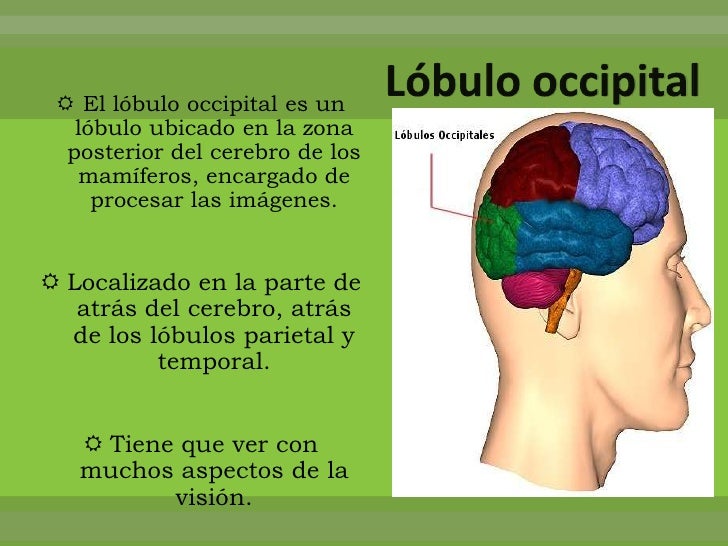 Lobulos cerebrales