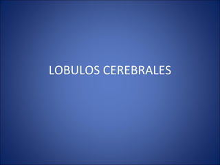 LOBULOS CEREBRALES 