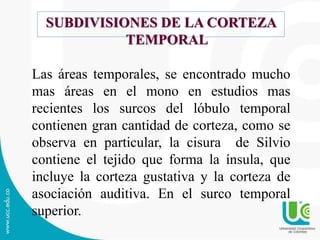 SUBDIVISIONES DE LA CORTEZA
TEMPORAL
Las áreas temporales, se encontrado mucho
mas áreas en el mono en estudios mas
recientes los surcos del lóbulo temporal
contienen gran cantidad de corteza, como se
observa en particular, la cisura de Silvio
contiene el tejido que forma la ínsula, que
incluye la corteza gustativa y la corteza de
asociación auditiva. En el surco temporal
superior.
 