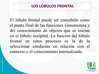 LOS LOBULOS FRONTAL
El lóbulo frontal puede ser concebido como
el punto final de las funciones visuomotora y
del conocimiento de objetos que se inician
en el lóbulo occipital. La función del lóbulo
frontal en estos procesos es la de la
seleccionar conductas en relación con el
contexto y el conocimiento internalizado.
 