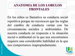 ANATOMIA DE LOS LOBULOS
FRONTALES
En los niños es llamativa su conducta social
repetitiva porque no reconocen que las reglas
del cambio de conducta varían con las
circunstancias sociales y ambientales. De
nuestra conducta en respuesta a la situación
social o ambiental en la que nos encontramos
requiere una considerable habilidad en la que
nos comportamos inapropiadamente.
 