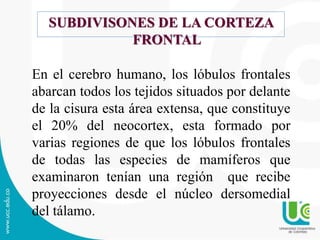 SUBDIVISONES DE LA CORTEZA
FRONTAL
En el cerebro humano, los lóbulos frontales
abarcan todos los tejidos situados por delante
de la cisura esta área extensa, que constituye
el 20% del neocortex, esta formado por
varias regiones de que los lóbulos frontales
de todas las especies de mamíferos que
examinaron tenían una región que recibe
proyecciones desde el núcleo dersomedial
del tálamo.
 