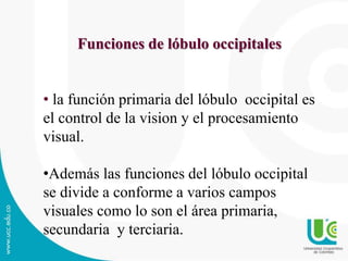 Funciones de lóbulo occipitales
• la función primaria del lóbulo occipital es
el control de la vision y el procesamiento
visual.
•Además las funciones del lóbulo occipital
se divide a conforme a varios campos
visuales como lo son el área primaria,
secundaria y terciaria.
 